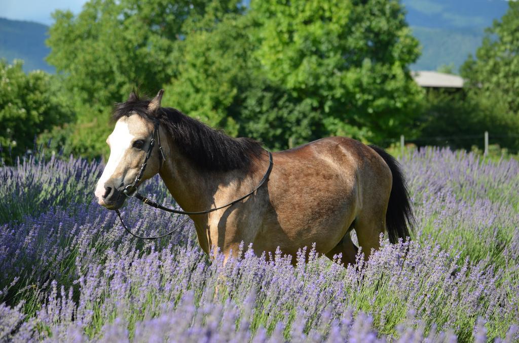 Agriturismo Domus Magna Povoletto ภายนอก รูปภาพ