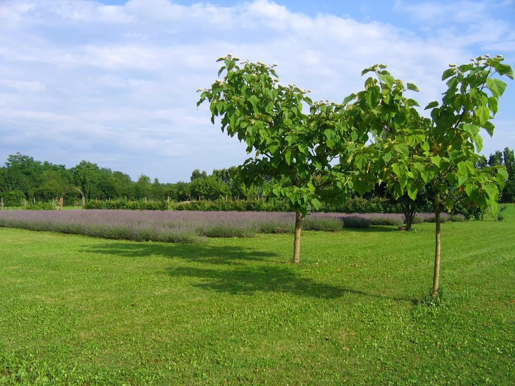 Agriturismo Domus Magna Povoletto ภายนอก รูปภาพ